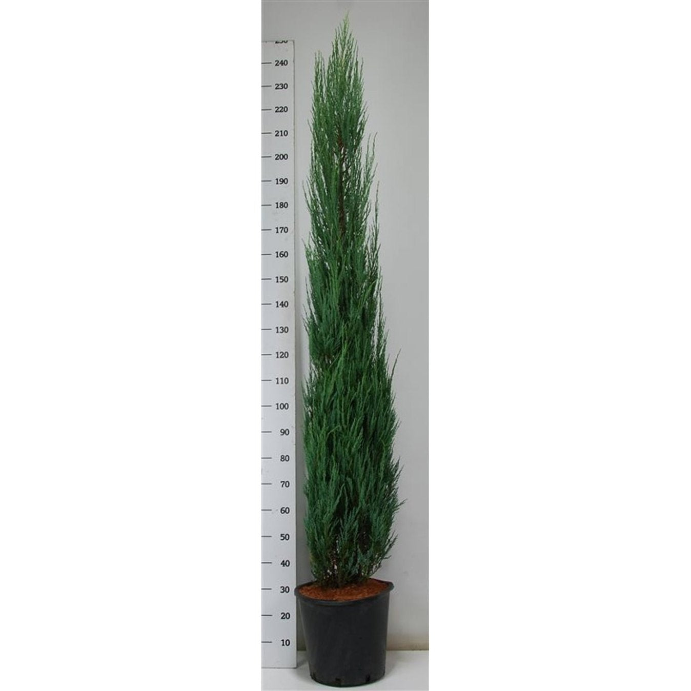 Pelar-en – Juniperus scopulorum 'Blue Arrow' - C25 200-225 cm.